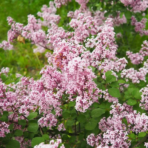 ヒメライラック 'Superba' (Syringa pubescens subsp. microphylla