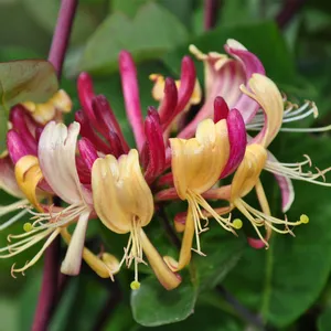Japanese honeysuckle 'Purpurea' (Lonicera japonica 'Purpurea') - PictureThis