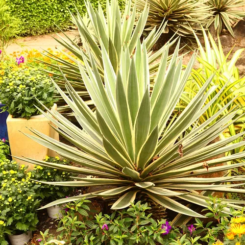 アツバキミガヨラン（厚葉君が代蘭） 'Bright Star' (Yucca gloriosa