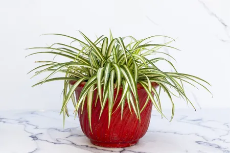 Spider plant 'Vittatum' (Chlorophytum comosum 'Vittatum') - PictureThis