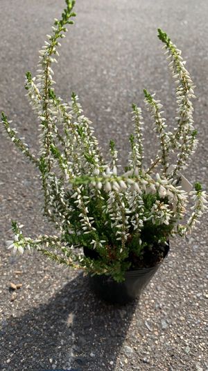 Calluna - PictureThis