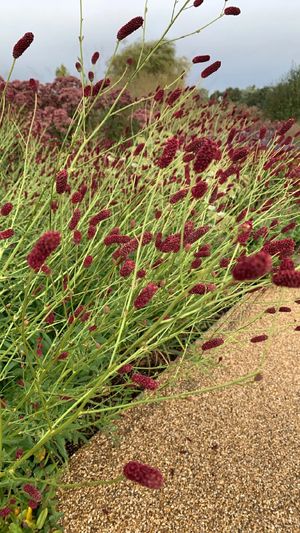 ワレモコウ様 ワレモコウゾク（ワレモコウ属） (Sanguisorba) - PictureThis