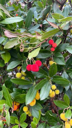 Arbutus - PictureThis