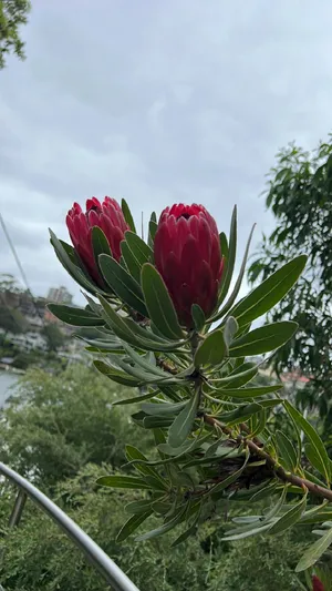 Sugarbushes (Protea) - PictureThis