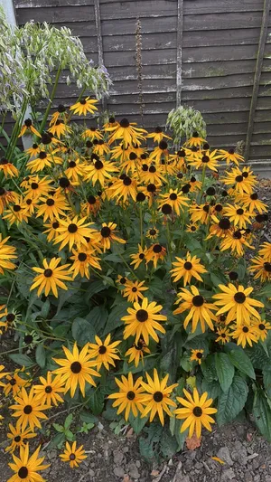 Rudbeckien (Rudbeckia) - PictureThis