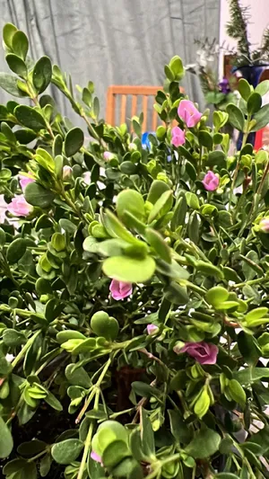 Aniseed boronia - Boronia crenulata (Care, Characteristics, Flower, Images)