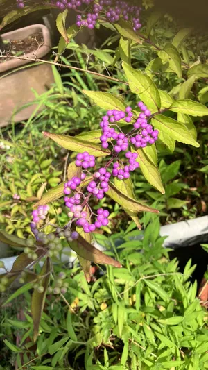コムラサキ（小紫） 'Early Amethyst'の育て方・栽培方法