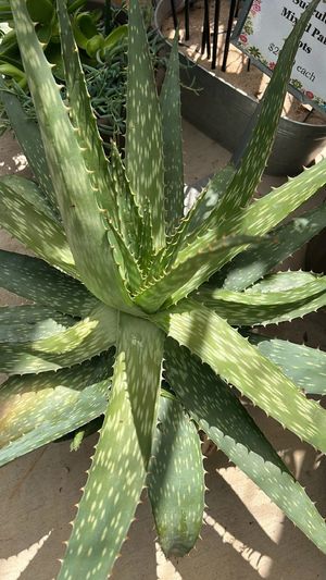 red aloe plant Aloe bussei