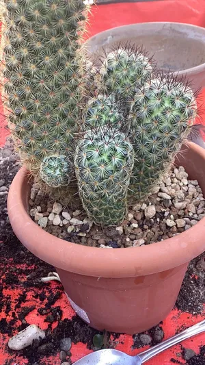 Mammillaria microhelia - PictureThis