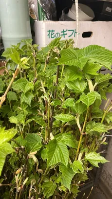ウリハダカエデ（瓜膚楓）の育て方・栽培方法