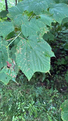 ウリハダカエデ（瓜膚楓）の育て方・栽培方法