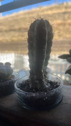 Bolivian torch cactus (Echinopsis lageniformis) - PictureThis