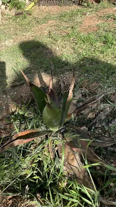 Agave salmianaの育て方・栽培方法