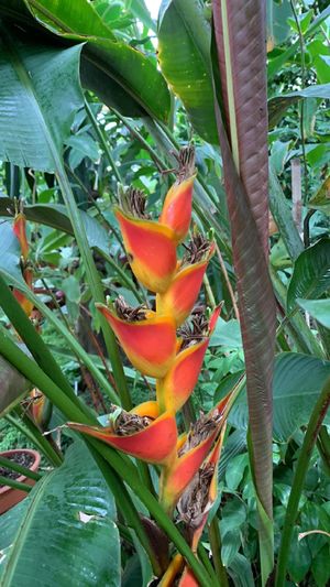 Platanillo (Heliconia wagneriana) - PictureThis