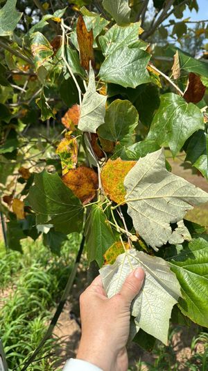 Rzedowski's Sycamore (Platanus rzedowskii) - PictureThis