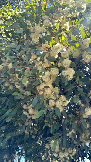 Round-leaved moort (Eucalyptus platypus) - PictureThis