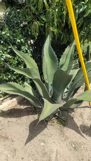 sirop de agave Sirop de Agave 350 g