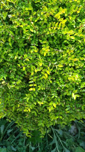 Lonicera nitida 'Baggesen's Gold' - PictureThis