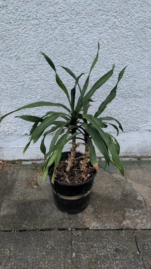 Dracaena aletriformis - PictureThis