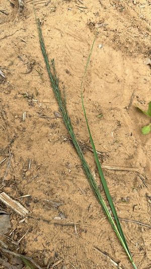 Klein grass (Panicum coloratum) - PictureThis