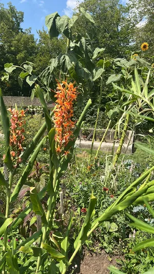 Red ginger-lily (Hedychium coccineum) - PictureThis