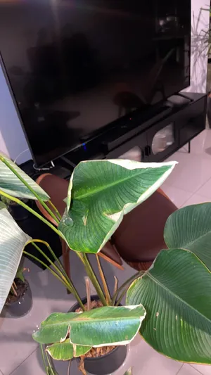 Calathea utilis - PictureThis
