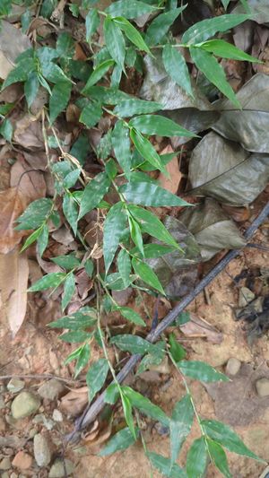 Ichnanthus - PictureThis