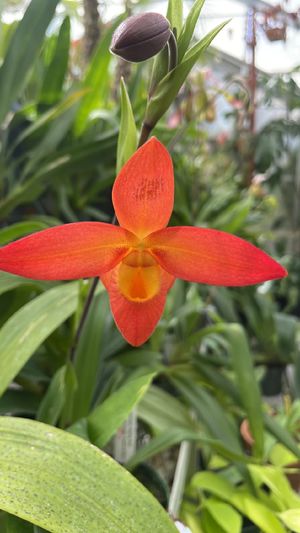 フラグミペディウム属 (分類, 特徴, 分布, 画像)