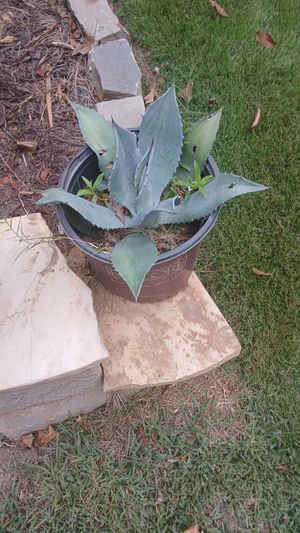 Agave marmorata - PictureThis