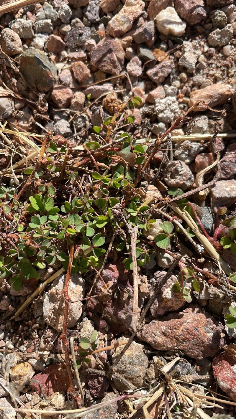 Discover the Numerous Benefits of Native oxalis for Your Garden and ...