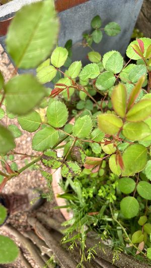 How to Grow and Care for Rose 'Penelope'