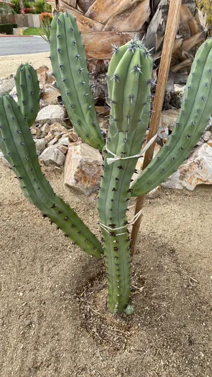 Baja California Candelabra Cactus (Myrtillocactus cochal) - PictureThis