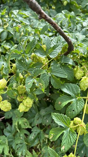 Common hop 'Aureus' (Humulus lupulus 'Aureus') - PictureThis