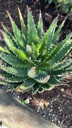 Aloe melanacantha アロエ メラナカンサ 親株 多肉植物 【本店】【直営