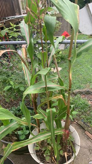 Mexican teosinte (Zea mexicana) - PictureThis