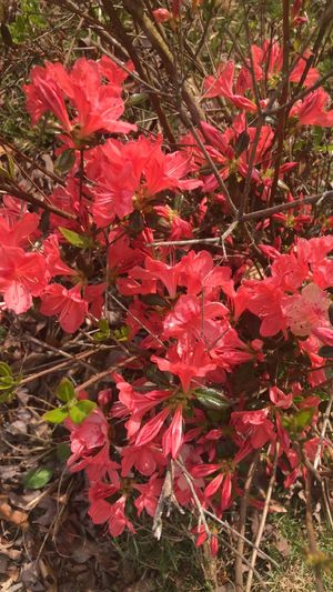 ヤマツツジ（山躑躅） (Rhododendron kaempferi) - PictureThis