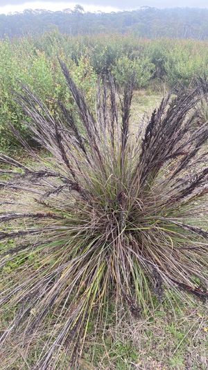 Red-fruit saw-sedge (Gahnia sieberiana) - PictureThis