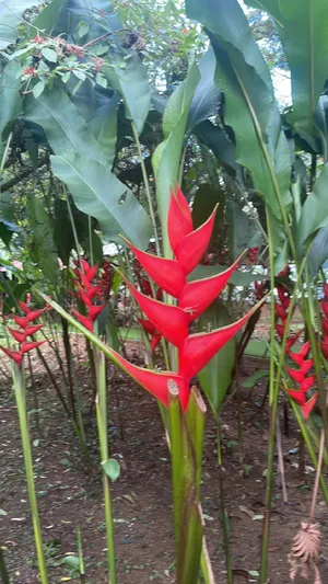 Heliconia caribaea - PictureThis