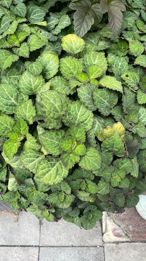 phacelia bio saatgut Saatgut Phacelia Bio - Phacelia tanacetifolia