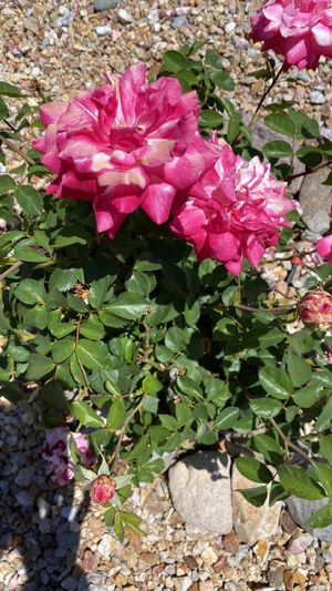 Rosa 'Parade' - PictureThis