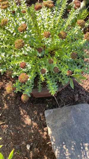 Rhodiola rhodantha - PictureThis