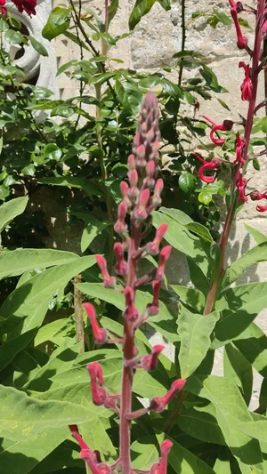 devil's tobacco plant Devils Seeds, Rare Cardinal Flower Variant, Lobelia Tupa LO2325 Summer Flower Buds Devils Tobacco