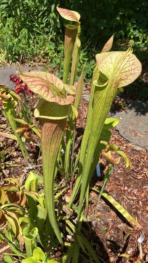 Green pitcher plant (Sarracenia oreophila) - PictureThis