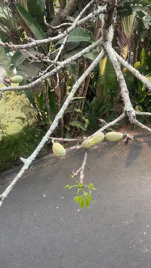 Ceiba aesculifolia - PictureThis