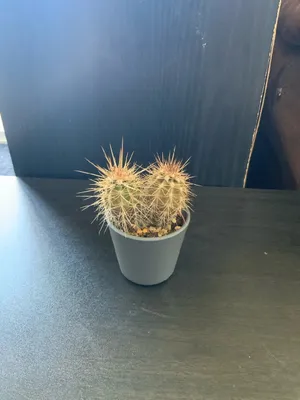 Echinocereus santaritensis - PictureThis