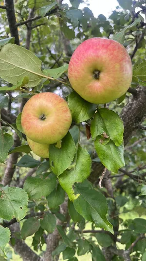 Apple 'Gala' (Malus domestica 'Gala') - PictureThis