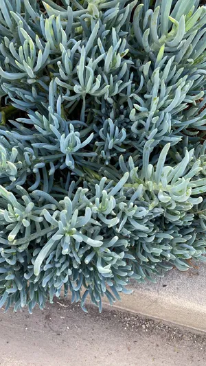Cycas thouarsiiの育て方・栽培方法