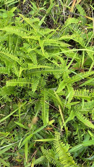 Drooping forked fern (Dicranopteris flexuosa) - PictureThis
