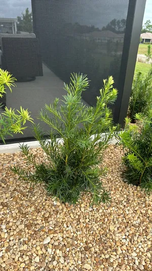 Podocarpus glomeratus - PictureThis