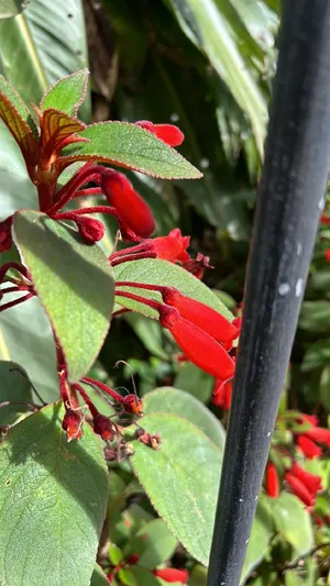Kohleria hirsuta - PictureThis